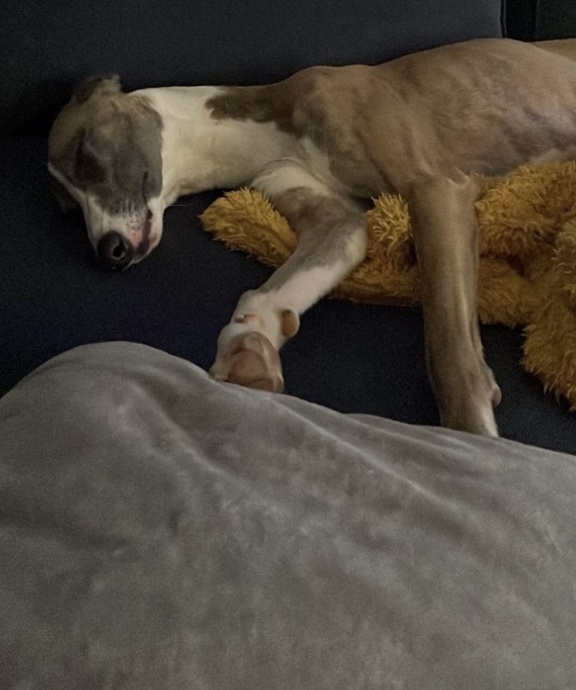 A dog fast asleep on the sofa after a big day at Barkleys
