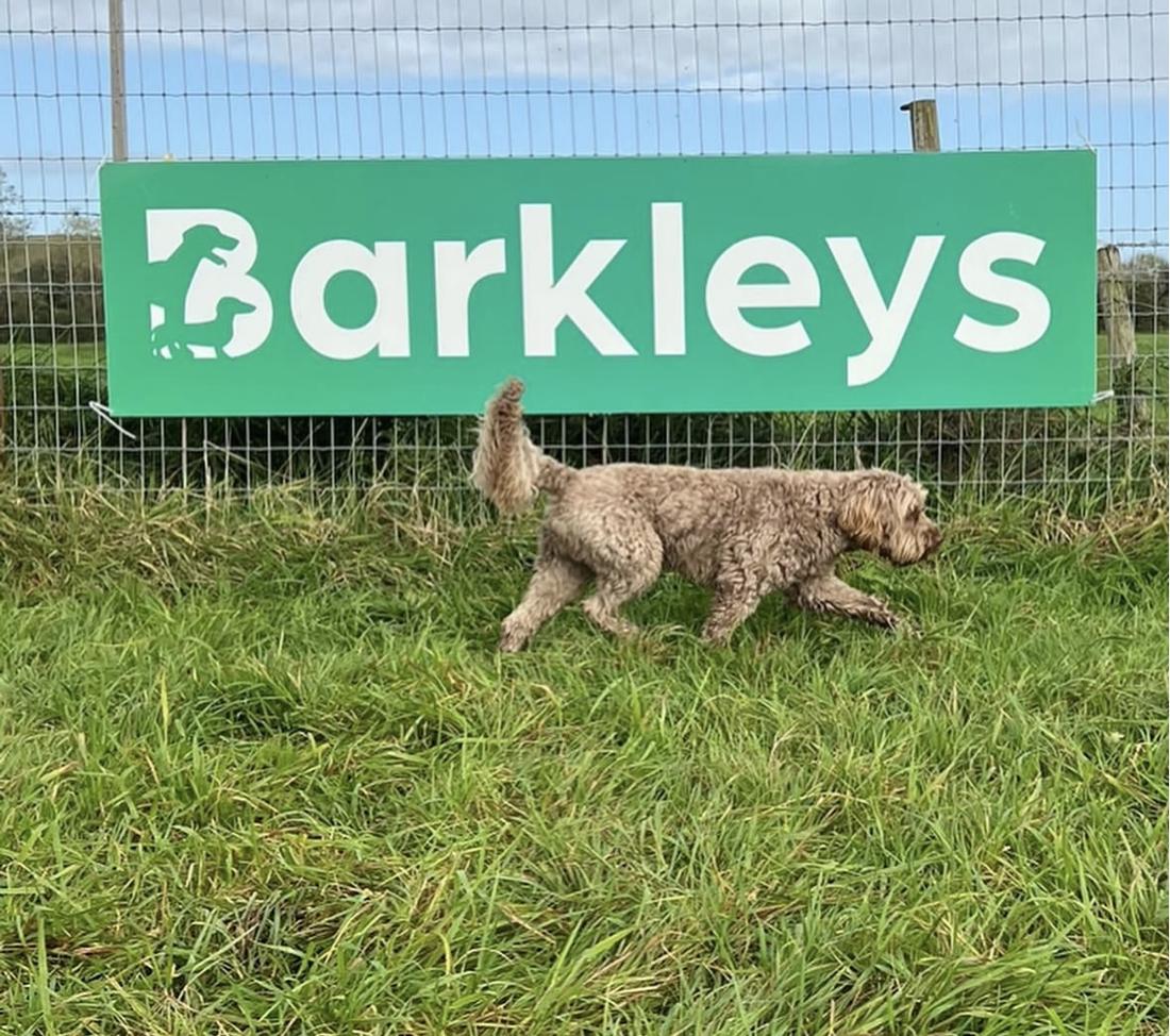 A doodle trotting past the big green Barkleys sign