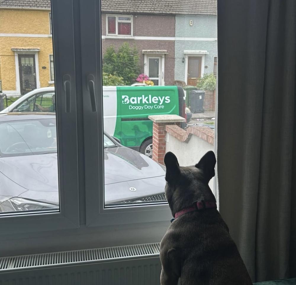 A French bulldog at the window as the Barkleys van pulls up outside