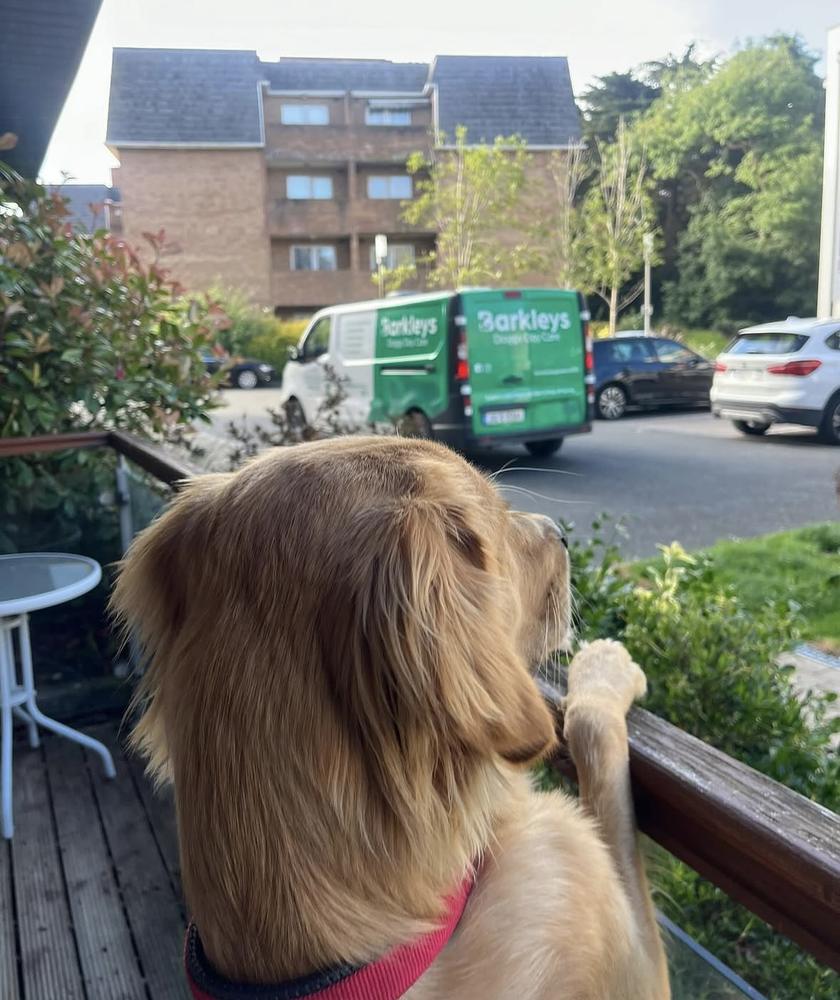 A golden retriever watching the green Barkleys van arrive from the balcony