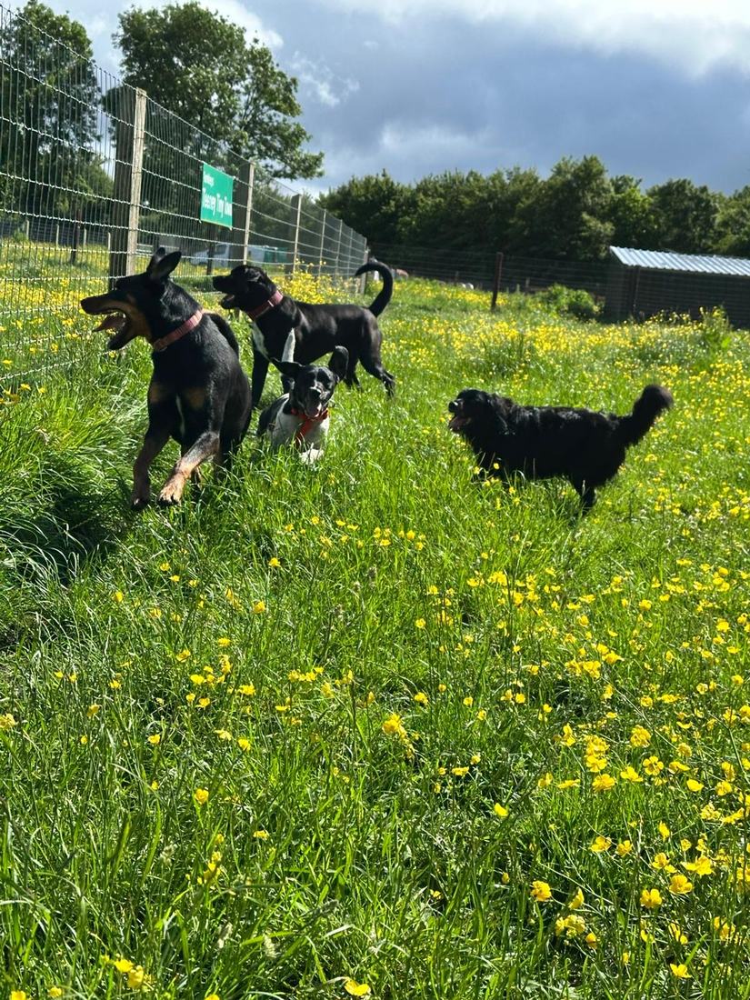 A group of dogs playing together in the buttercups