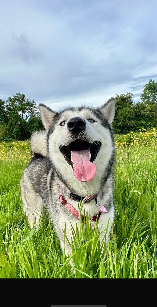A husky grinning in the long grass