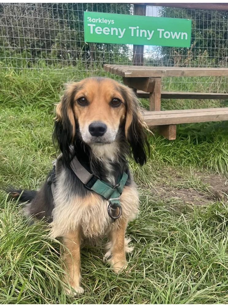 A small dog sitting proudly at the Barkleys Teeny Tiny Town sign