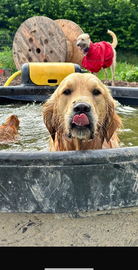 A soaked golden retriever enjoying the splash pool